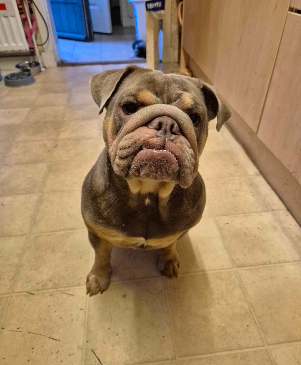 The Edward Foundation (@edwardsfriend) on Twitter photo Welcome TEF Feena 18 mth old girl currently being assessed in foster. She is in Scotland #AdoptDontShop #englishbulldogs <a href="/EdwardsFriend/">The Edward Foundation</a> Welcome TEF Feena 18 mth old girl currently being assessed in foster. She is in Scotland #AdoptDontShop #englishbulldogs <a href="/EdwardsFriend/">The Edward Foundation</a>
