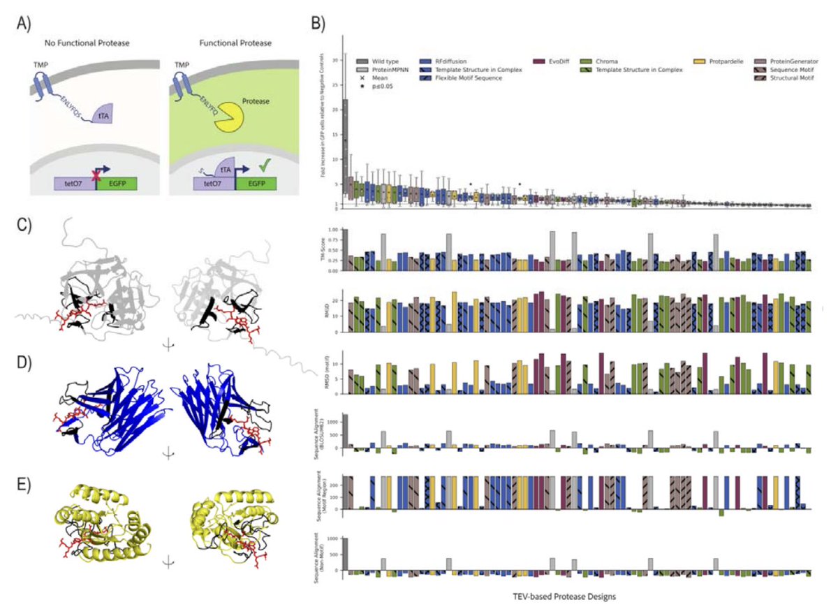 Kevin K. Yang 楊凱筌 (@kevinkaichuang) on Twitter photo Structure models generate proteins with higher structure confidence and more plausible energy distributions, but limited diversity and sequence biases. Sequence models generate diverse and novel proteins with lower structural confidence. Neither are good at generating enzymes. Structure models generate proteins with higher structure confidence and more plausible energy distributions, but limited diversity and sequence biases. Sequence models generate diverse and novel proteins with lower structural confidence. Neither are good at generating enzymes.