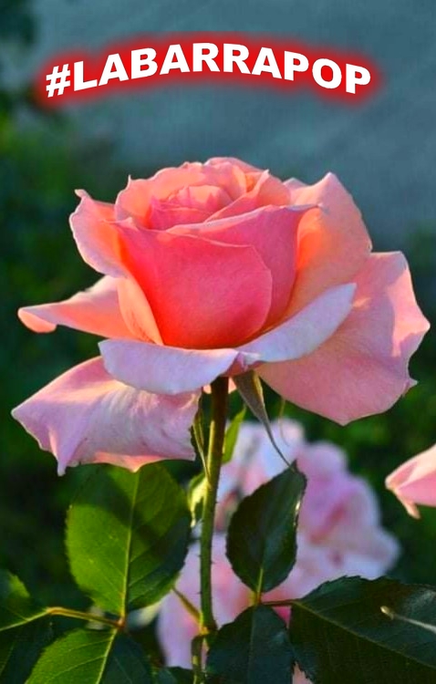 FLORES PARA LAS MAS LINDAS DE #LABARRAPOP
<a href="/ChiquitaCastr16/">Chiquita🛼🍓🍬</a>
<a href="/Emelyro84313335/">Emely rodriguez</a>
<a href="/LorenaC44634079/">Lorena Cortés</a>
<a href="/YadiraWagner4/">Yadira Wagner</a>
<a href="/Edita75012321/">Edith</a>
<a href="/Minerva44827476/">MINERVA</a>
<a href="/LorenaC44634079/">Lorena Cortés</a>
<a href="/miguens3_silvia/">Silvia Miguens</a>
<a href="/gane0101/">Elena GN</a> <a href="/nuvip08/">Nuvia</a> 
<a href="/Paula48079240/">Paula</a>