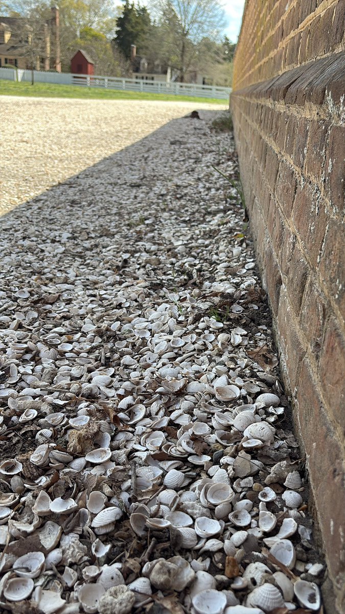 Mrs. O’Callaghan (@mrsocbps) on Twitter photo Did you know they use sea shells as gravel in Virginia? <a href="/MissFitzBPS/">Miss Fitzgerald</a> <a href="/mrsbbarney/">Mrs. Brenna Barney</a> #BPSDC2025 #WeAreBPS Did you know they use sea shells as gravel in Virginia? <a href="/MissFitzBPS/">Miss Fitzgerald</a> <a href="/mrsbbarney/">Mrs. Brenna Barney</a> #BPSDC2025 #WeAreBPS
