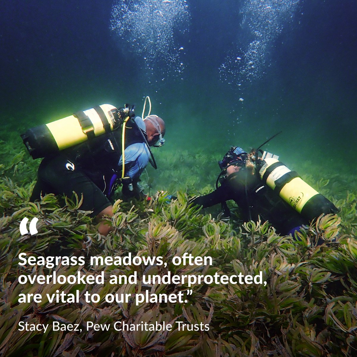ICYMI: The Large-Scale Seagrass Mapping and Management Initiative, or LaSMMI, is working to map, conserve, and measure the impact of seagrass meadows across the Western Indian Ocean. pew.org/3F7UXuF

📸Seychelles Seagrass Mapping and Carbon Assessment project