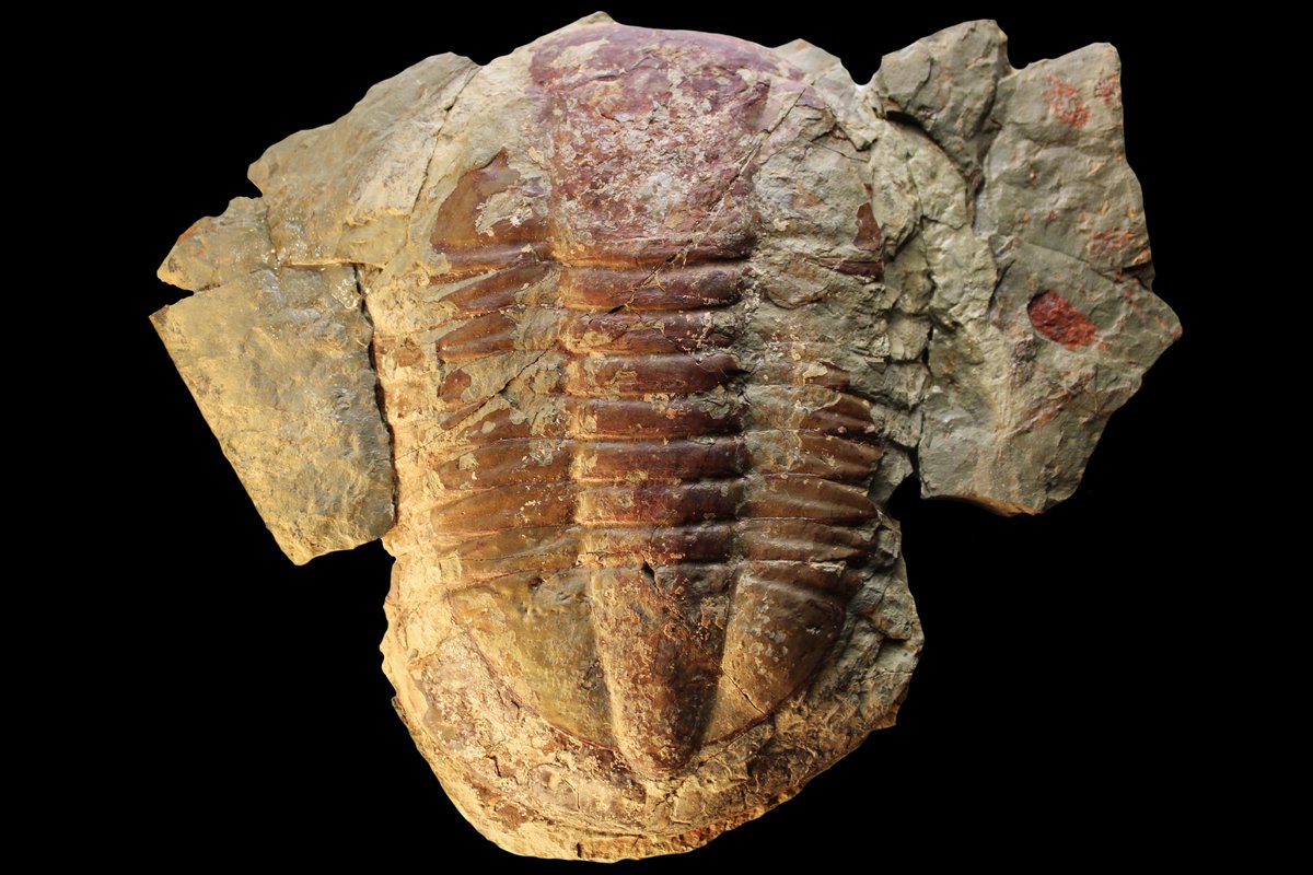 Just turned 22. You should send me pictures of cool rocks. Here's some cool rocks from Fezouata, Morocco:

Undescribed horseshoe crab (oldest in fossil record)
Undescribed marrellomorph ("Furca mauretanica")
Platypeltoides carmenae (slightly large than my other one)