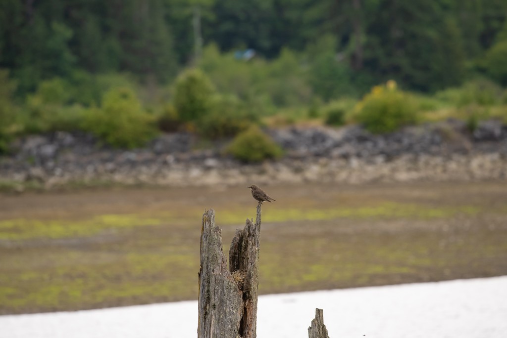 🪶Looking for an epic #birding spot on #VancouverIsland? The Cowichan Estuary Nature Centre in Hecate Park is a must-visit! 🦆
👉️Check out more birding hotspots in Cowichan: bcbirdtrail.ca/trails/central…

#BCBirdTrail #LookUpStayGrounded #IndigenousBC #ExploreBC #ExploreCowichan