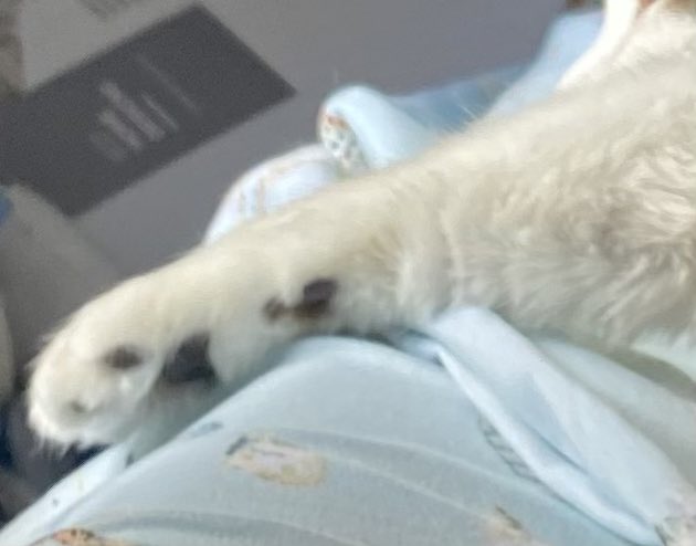 My paw for Brie #ACandleForBrie