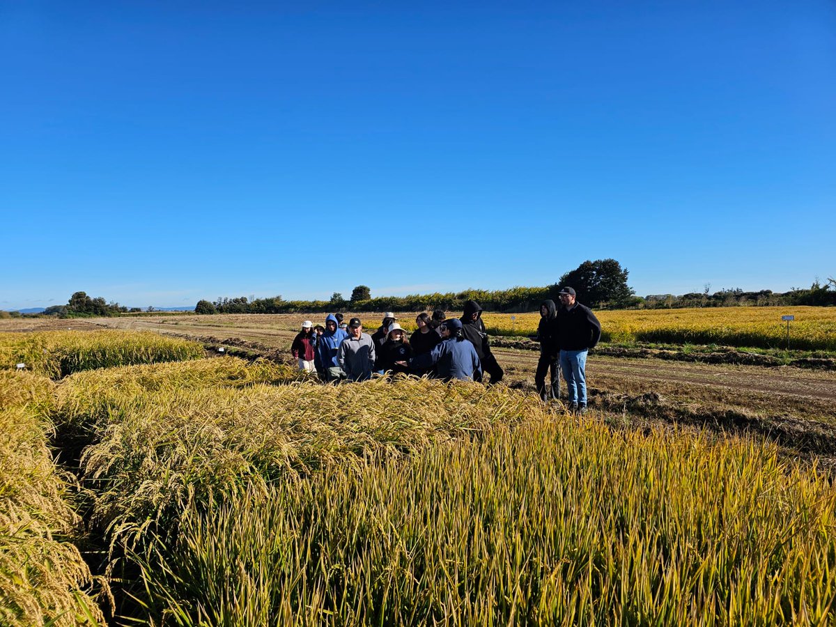 Karla Cordero Lara (@kcordero_lara) on Twitter photo Hoy los alumn@s de 5to año de agronomía de la <a href="/UTalca/">Universidad de Talca</a> del curso de Mejoramiento Genético de plantas visitaron el PMG arroz de <a href="/iniachile/">INIA Chile</a> en dónde aprendieron de genética, biotecnología, agronomía y adaptación y mitigación al cambio climático 👌🌾❤️ Hoy los alumn@s de 5to año de agronomía de la <a href="/UTalca/">Universidad de Talca</a> del curso de Mejoramiento Genético de plantas visitaron el PMG arroz de <a href="/iniachile/">INIA Chile</a> en dónde aprendieron de genética, biotecnología, agronomía y adaptación y mitigación al cambio climático 👌🌾❤️