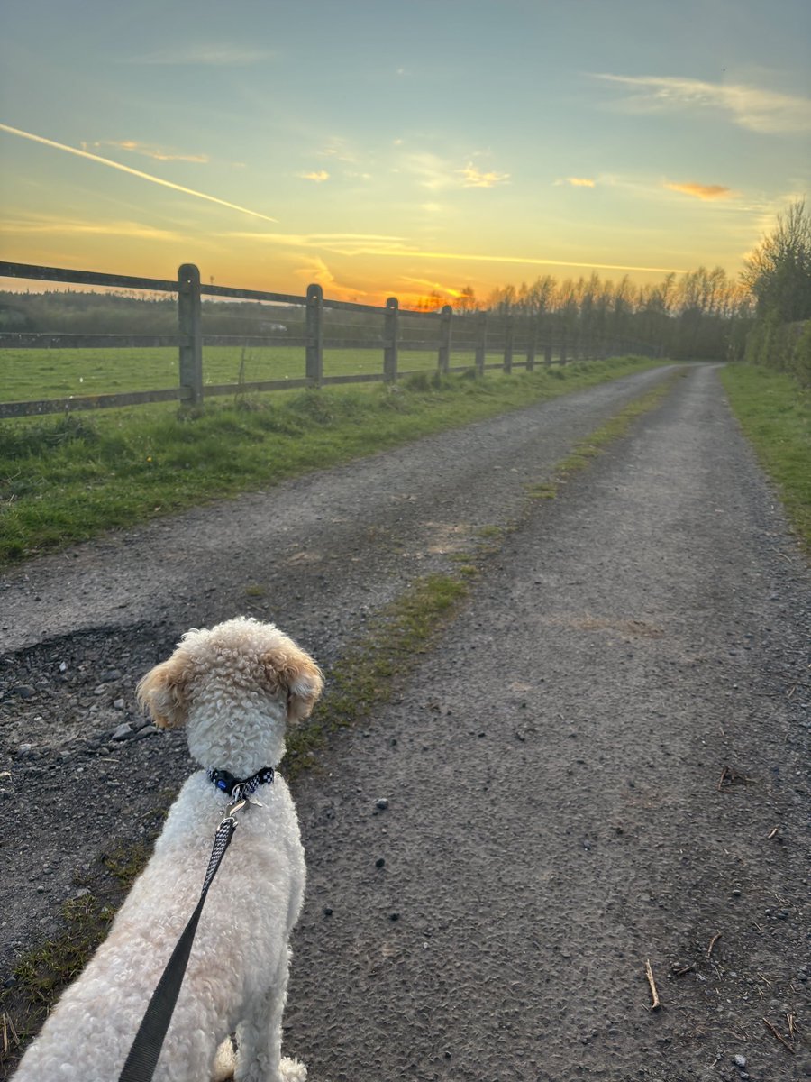 One man and his dog…#Enzo