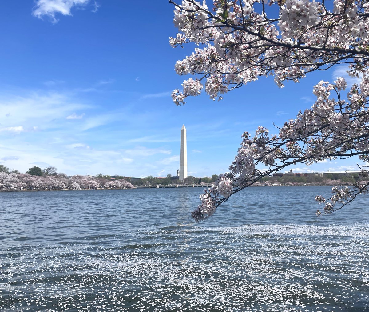 NationalMallNPS's tweet photo. Almost as quickly as the cherry blossoms emerge, they begin to fade away, so enjoy &amp; cherish them as long as they last. With long trails of fallen petals already floating on the Tidal Basin, this scene can't last forever.
🌸🌸🌸 #CherryBlossom #WashingtonDC https://t.co/zSY0p9J4E1