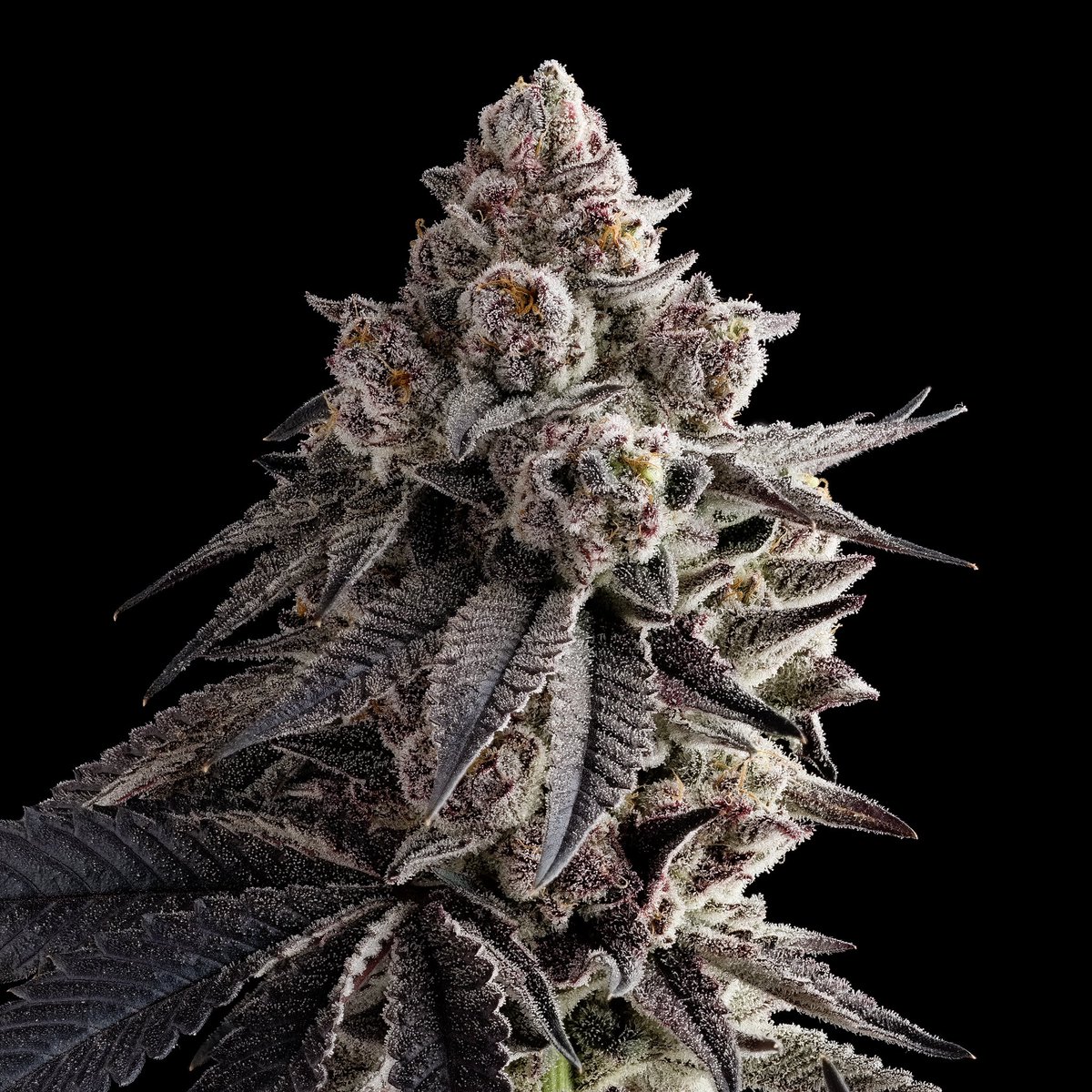 Blue Lobster has surfaced! 🌊
Where do you want to see this strain wash ashore? Drop your dispensary below! 🦞💨