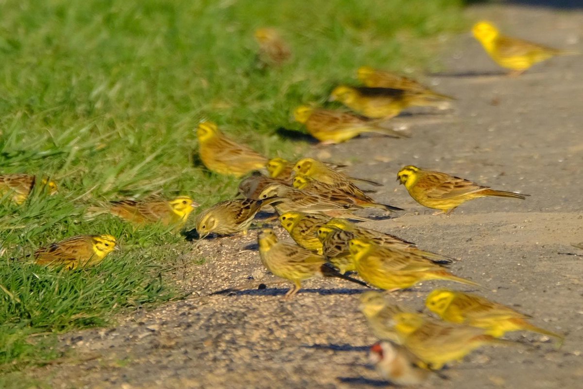 One of the many perks of our work is when a farmer sends you pictures like this. Lovely flock of Yellowhammers on an Essex farm today, with a Goldfinch tucked in the bottom of the frame. 

Pic expertly taken by Maddie Lord.
