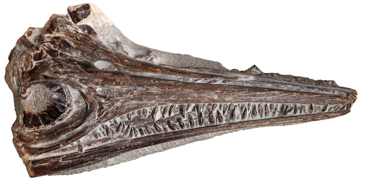 Eduardo Puértolas tweet media