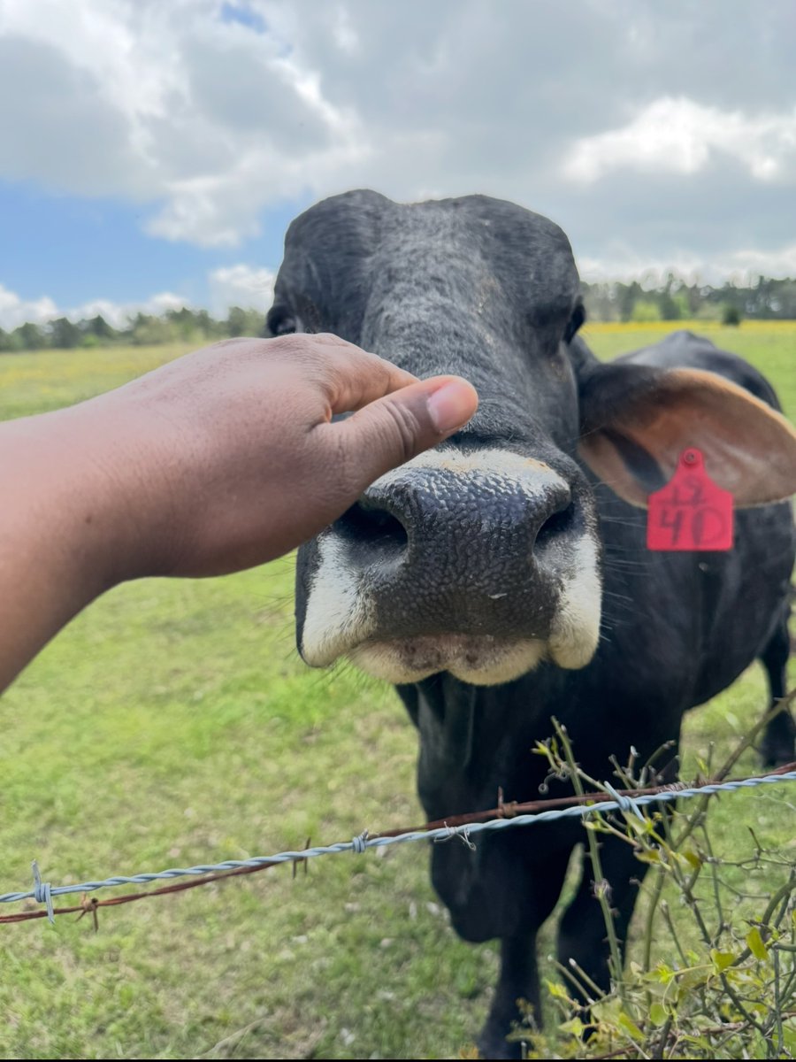 Weekend Ranching Update: 

My bull that went missing, Tank, is back home in his rightful pasture. No dogs, no Cowboys, no lassos, no electric cattle prods and no ATVs. Just good old-fashioned stockmanship on foot mixed with a bucket of Cattle Cubes. All it took was a little