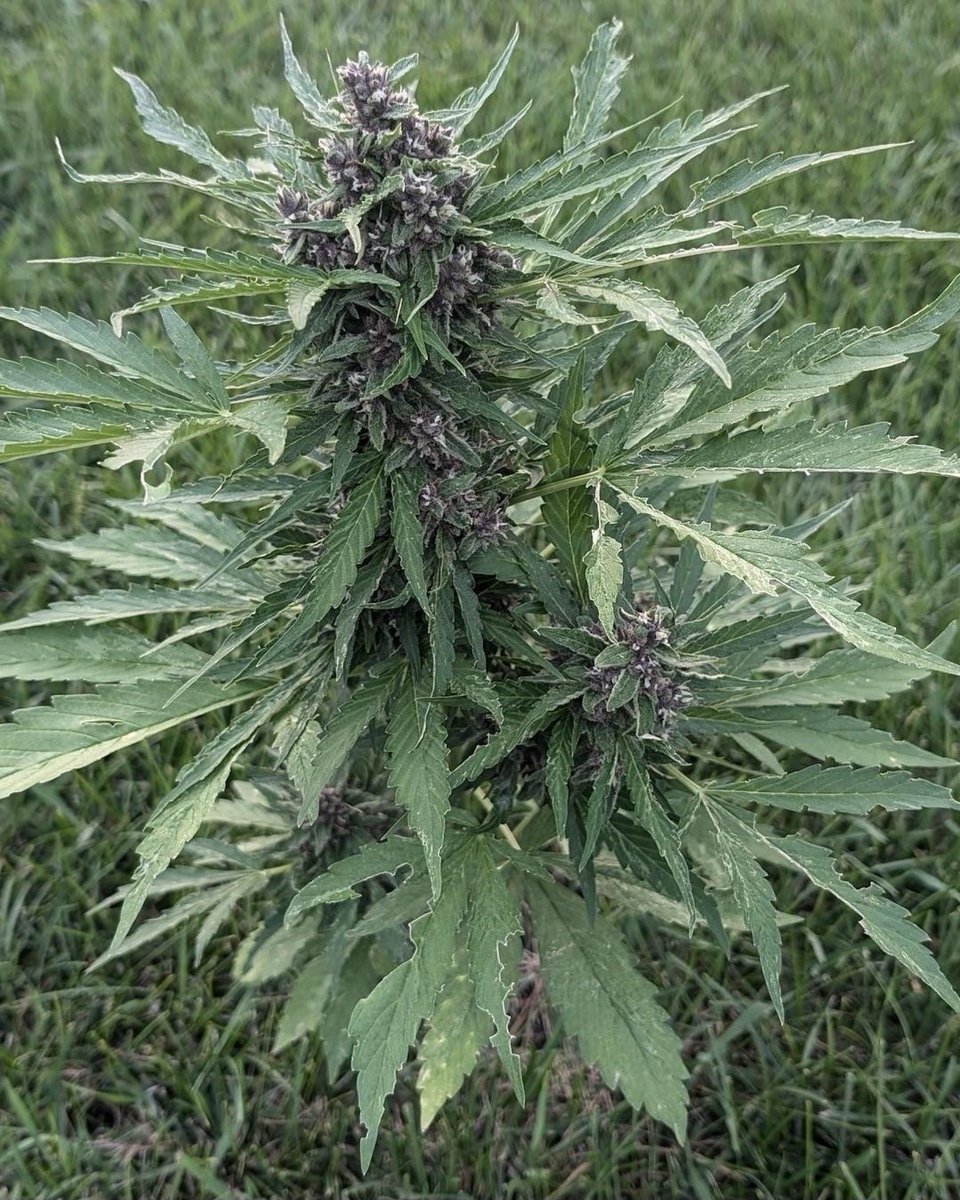 KannabiaSeeds's tweet photo. SWISS DREAM ROSÉ AUTO #CBD by #Kannabia 🌱 @IntKannabia @Kannabia_Samen @Kannabia_US

📷 Credits: Resi_max (via #GrowDiaries). Thanks! 🙏👏😍🧡💚

ℹ️ #SwissDreamRoseAutoCBD #seeds
➡️ https://t.co/IHOYU8PdtU

Auto 🌻
#CBDSeed ⚕️ 
Indica dominant hybrid

📢 -40% de #descuento 🛒🎉