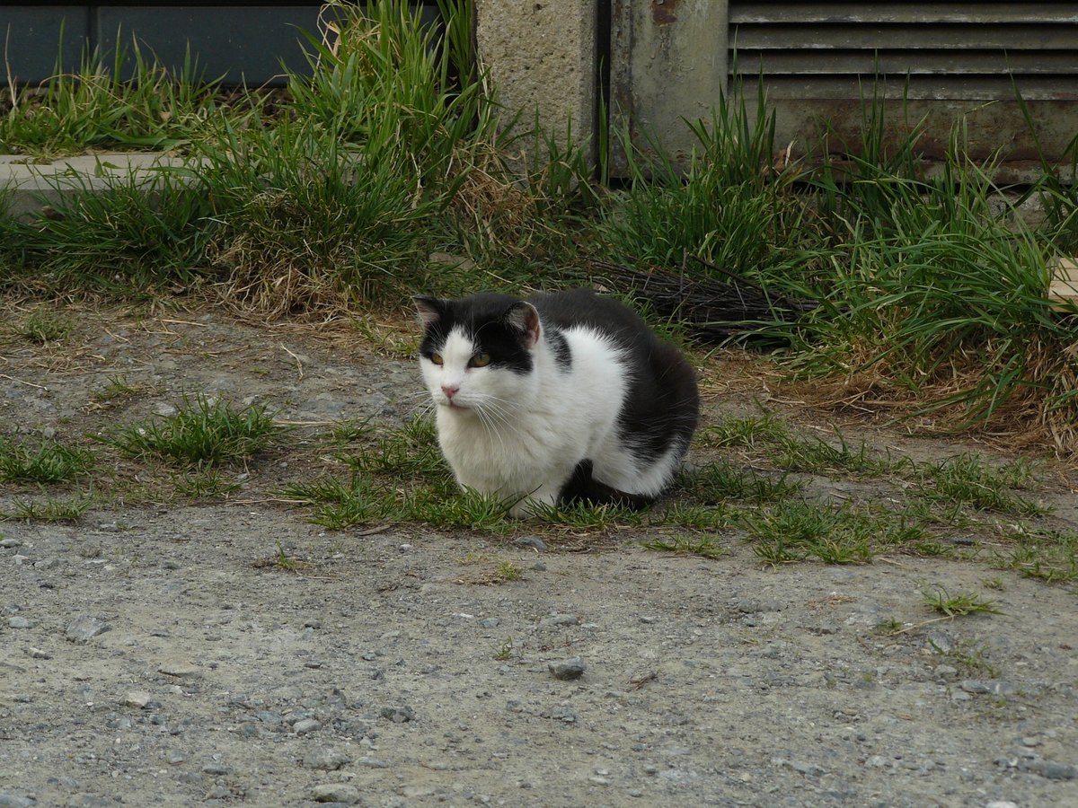 Kitty things #Cat #LUMIX