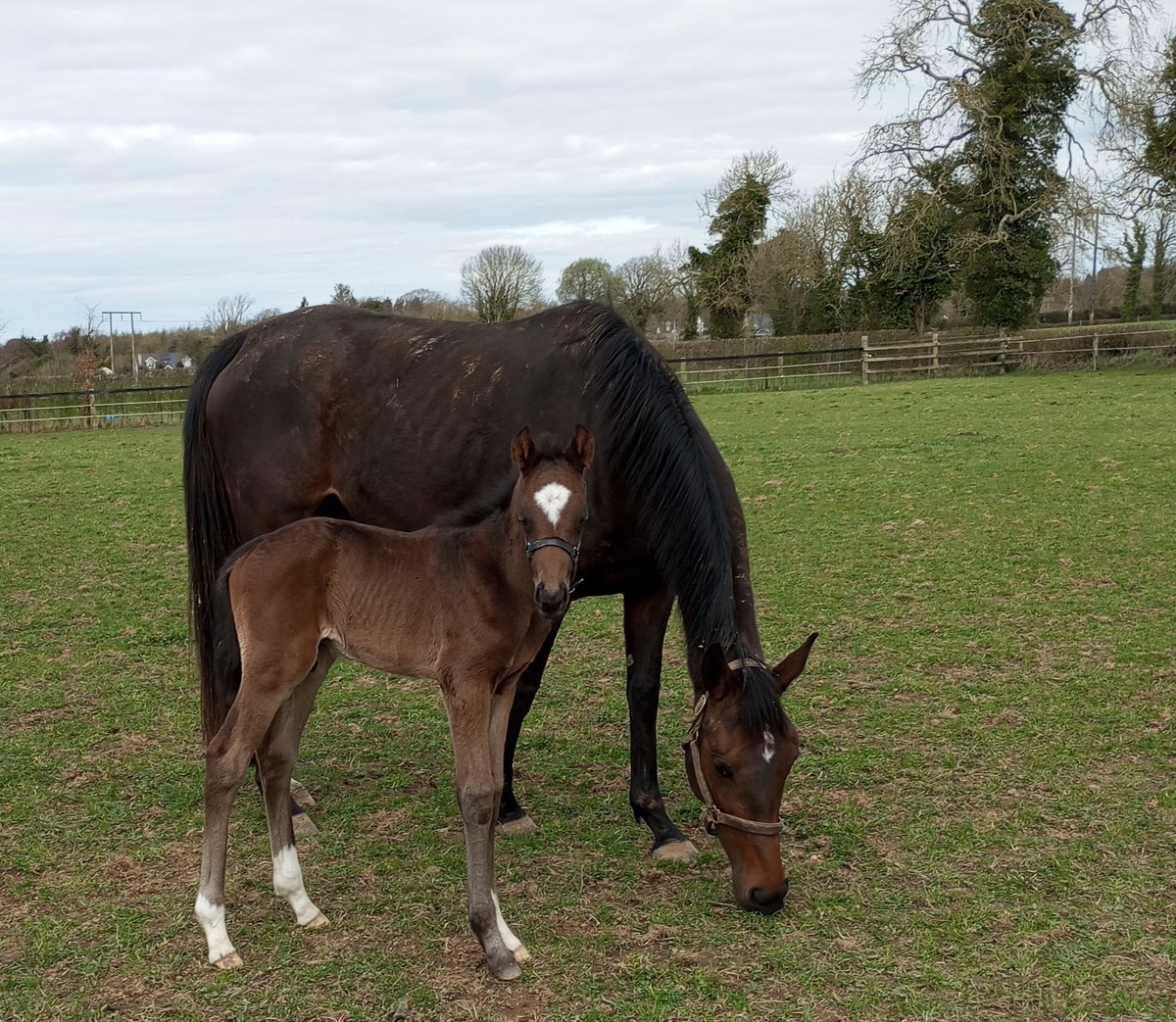 Ashgreen stud (@ashgreenstud) on Twitter photo A cracking Manatee colt <a href="/Whytemount_Stud/">Whytemount Stud</a> from the family of The Mean Queen and Folly Master #rpfoalgallery A cracking Manatee colt <a href="/Whytemount_Stud/">Whytemount Stud</a> from the family of The Mean Queen and Folly Master #rpfoalgallery