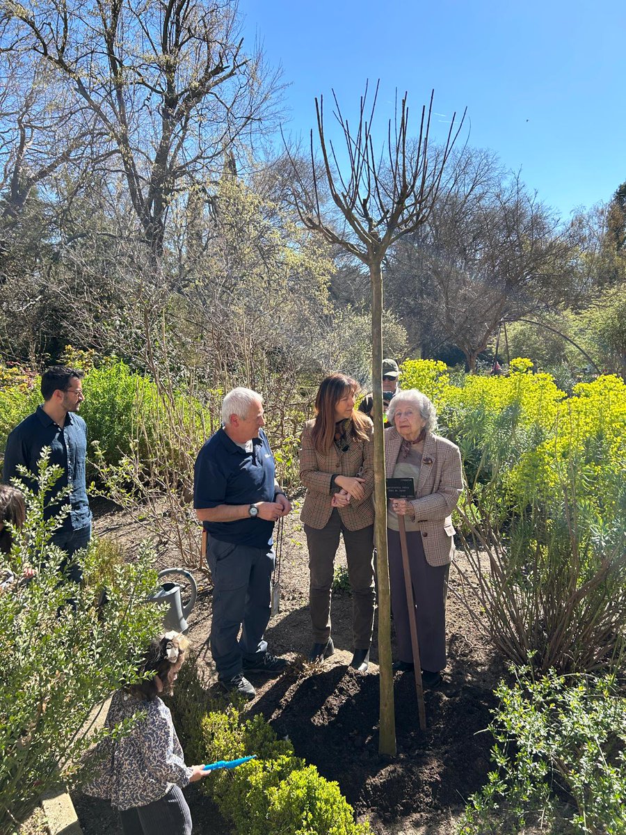 Esta tarde plantamos un árbol de Júpiter(Lagerstroemia indica) con Carmen Añón en el RJB-CSIC.EL jardín le debía,tras la restauración,1981,este detalle.Junto con Mari Paz,la directora del Jardín. <a href="/alcanduerca/">Raúl de Tapia Martin</a> <a href="/BosqueHabitado/">El Bosque Habitado</a> <a href="/elpais_espana/">EL PAÍS España</a> <a href="/MADRID/">Ayuntamiento Madrid</a> <a href="/AEPaisajistas/">AE Paisajistas</a> <a href="/aearboricultura/">AEArboricultura</a>