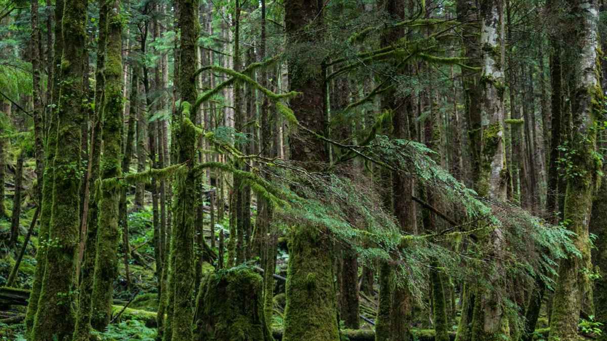 CFNGBI's tweet image. #JobAlert Are you looking for a great #JobOpportunity, and a chance to lead the largest Indigenous-owned, forest-based #carbon offset project in Canada? Great Bear Carbon is hiring a CEO! Apply by Apr 11. Details here: coastalfirstnations.ca/wp-content/upl…