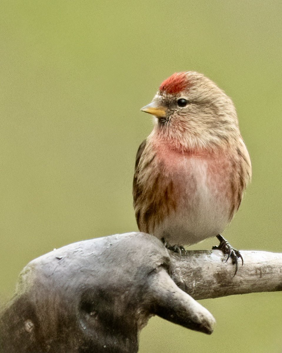 JLPhotos83's tweet photo. Redpolls are such beautiful little birds. Being a wildlife photographer really makes me appreciate the beauty around us. 

#redpoll #Nikoncreators #BBCWildlifePOTD #bbccountryfilepotd 

@UKNikon @Natures_Voice @BBCEarth @WildlifeMag @BBCSpringwatch https://t.co/0dio2yvhR8