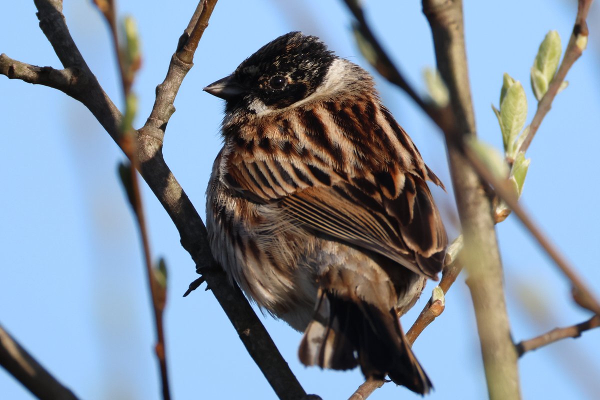 Steve Beazley (@mrliskatraz) on Twitter photo Male Reed Bunting, this evening at Siblyback Reservoir, Liskeard. Trying out a new lens.
<a href="/CBWPS1/">Cornwall Birds</a> <a href="/BTO_Cornwall/">British Trust for Ornithology in Cornwall 〓〓</a>
#wildlifephotography #canonphotography #CanonR7 #birding #birds #birdphotography Male Reed Bunting, this evening at Siblyback Reservoir, Liskeard. Trying out a new lens.
<a href="/CBWPS1/">Cornwall Birds</a> <a href="/BTO_Cornwall/">British Trust for Ornithology in Cornwall 〓〓</a>
#wildlifephotography #canonphotography #CanonR7 #birding #birds #birdphotography