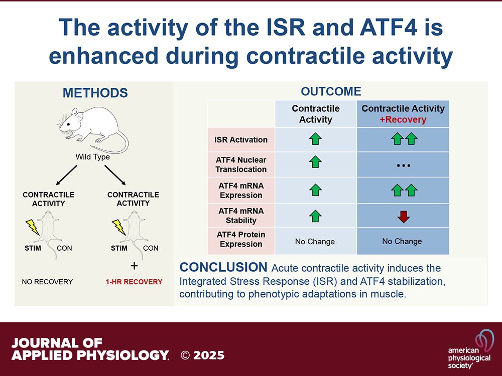 Research Article by <a href="/VCSanfran/">Victoria C. Sanfrancesco</a> and <a href="/dhood_york/">David A Hood</a> (<a href="/YorkUniversity/">York University</a>) Acute #contractileactivity induces the activation of the mitochondrial integrated #stress response and the transcription factor #ATF4
🔒ow.ly/hbv650VheBX