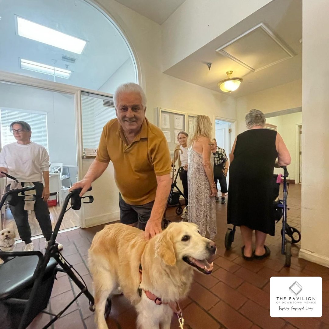 venicecenterl's tweet photo. 🐶💙 Furry Friends &amp; Warm Welcomes! Our amazing therapy dogs, Mya and Molly, brought smiles and comfort to residents today! 🐾 Judy shared some love with Mya, while new resident Richard got a special welcome from Molly. Roger also enjoyed some time with Molly and her trainer! https://t.co/gKjNwSGYLi