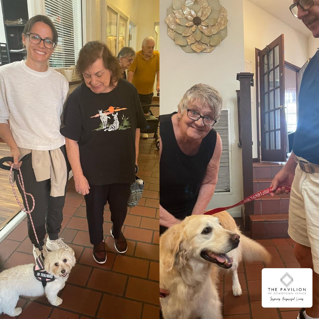 venicecenterl's tweet photo. 🐶💙 Furry Friends &amp; Warm Welcomes! Our amazing therapy dogs, Mya and Molly, brought smiles and comfort to residents today! 🐾 Judy shared some love with Mya, while new resident Richard got a special welcome from Molly. Roger also enjoyed some time with Molly and her trainer! https://t.co/gKjNwSGYLi