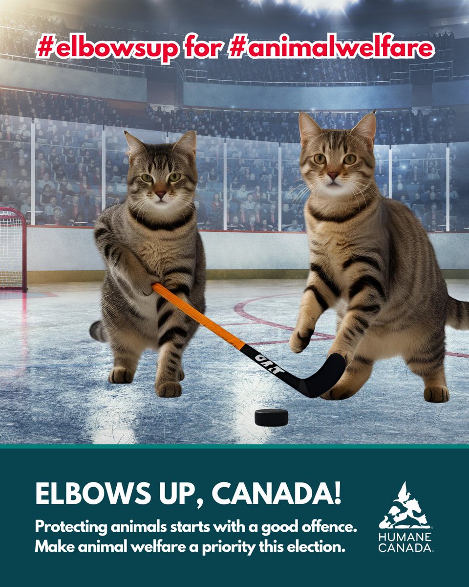 HumaneCanada's tweet photo. If elected, how will you make Canada more humane? 🐾

🔊 Ask your local candidate about stronger animal welfare policies, including enforcement and renter protections.

Learn more: https://t.co/7ug8j0ICsU

#humanecanada #animalwelfare #elbowsup #elbowsupforanimalwelfare https://t.co/StZLCy096l
