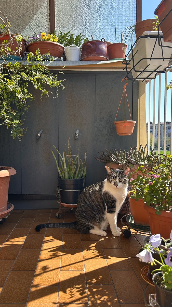 pecoland tweet media