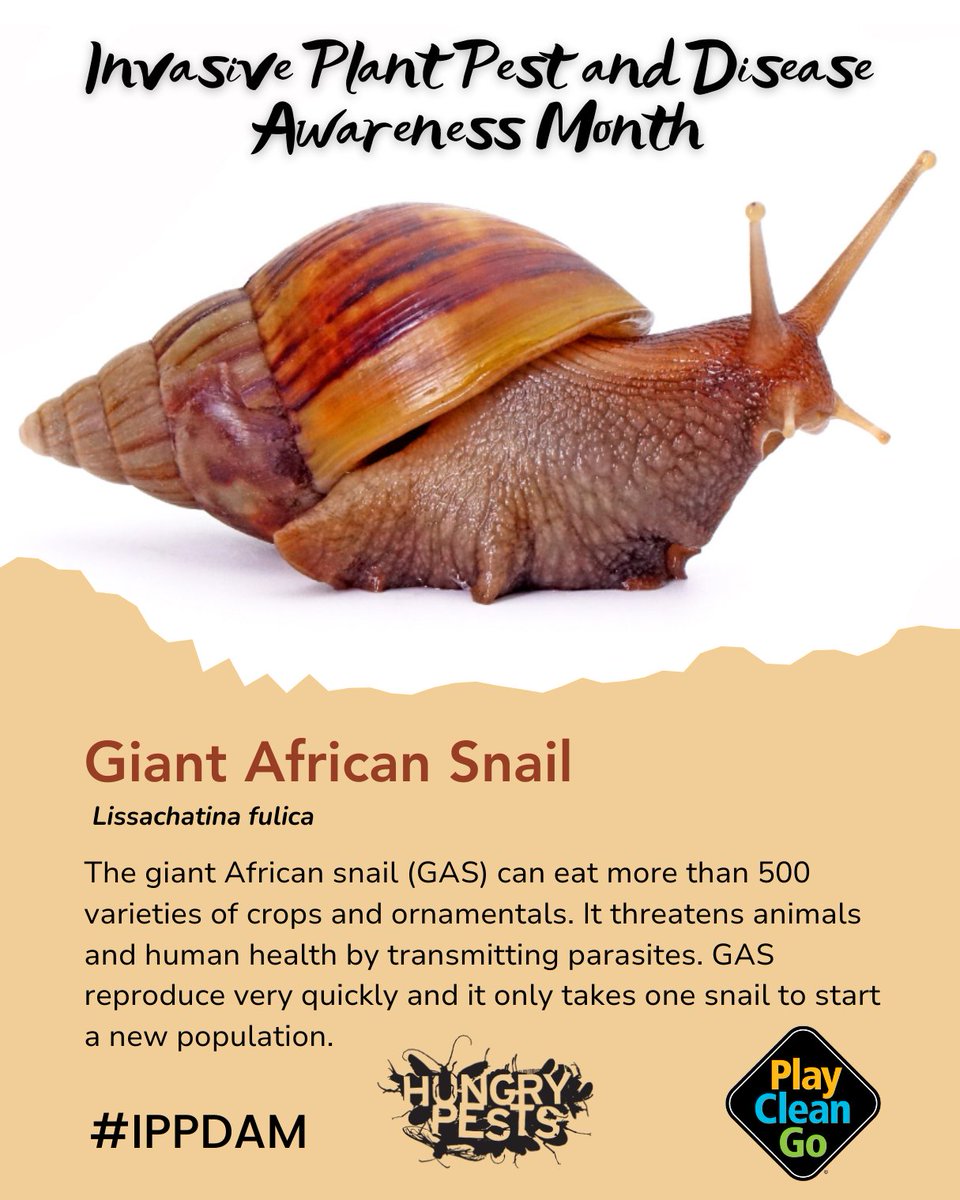 PlayCleanGo's tweet image. This Invasive Plant Pest and Disease Awareness Month, we're shedding light on the invasive giant African snail. The giant African snail can wreak havoc on agriculture and biodiversity. Take action today: practice responsible pet ownership. #PlayCleanGo #IPPDAM #HungryPests