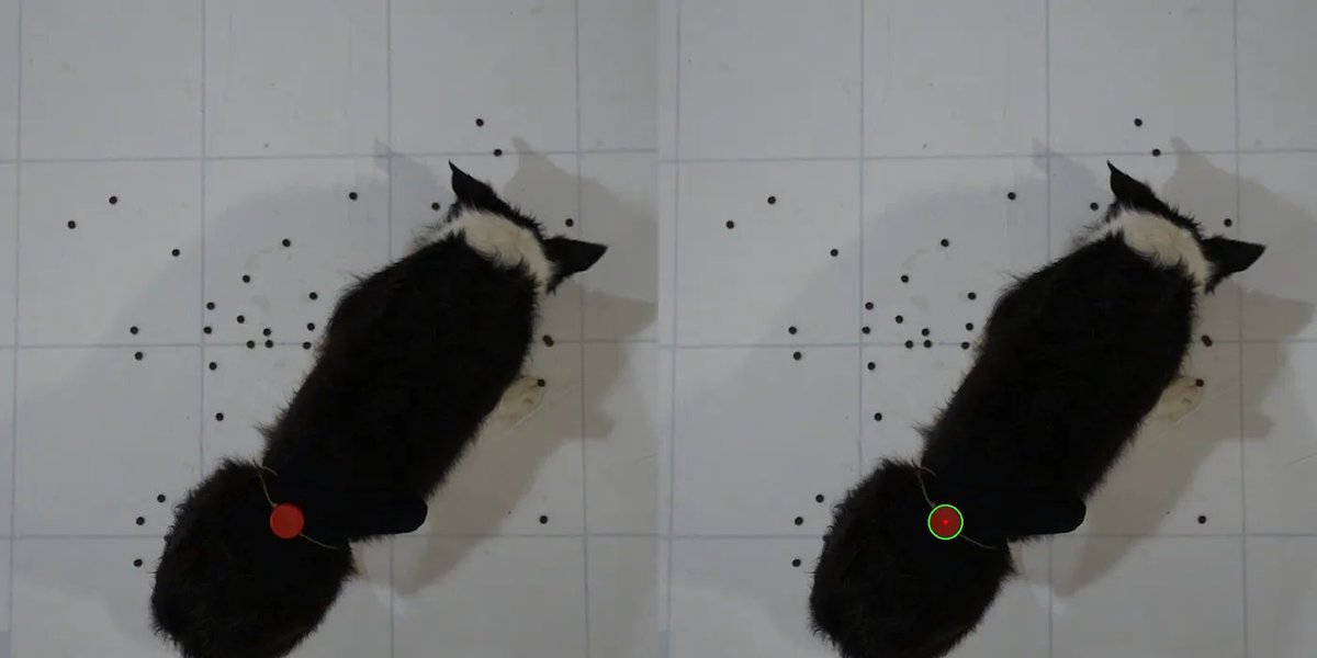 Charlie holders now: locked in, ready for the on-chain moon mission