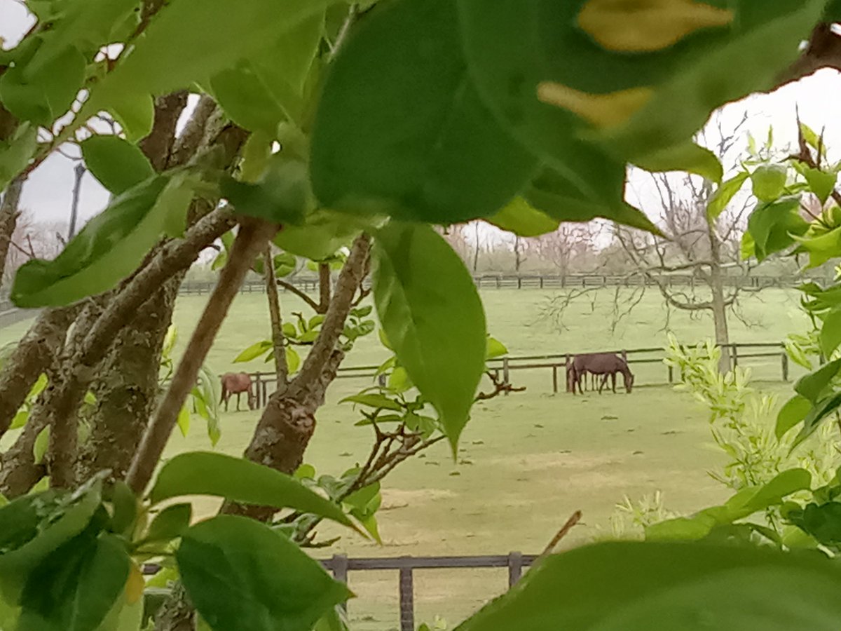 warhorseplace's tweet photo. Who can complain about a rainy Monday with office views like these!?! Bring in Spring in KY https://t.co/Fsk5cLy5MZ