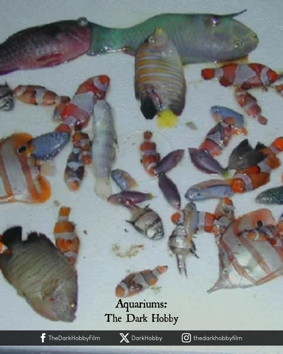 DarkHobby's tweet image. "A recent PETA survey of a national pet store chain uncovered egregious cruelty to animals. We found that dozens of fish per day were dead on arrival." - Ben Williamson

Buy or rent:
geni.us/AquariumsTheDa…

#fishlives #protectourfish #fishtorture #banaquariumtrade