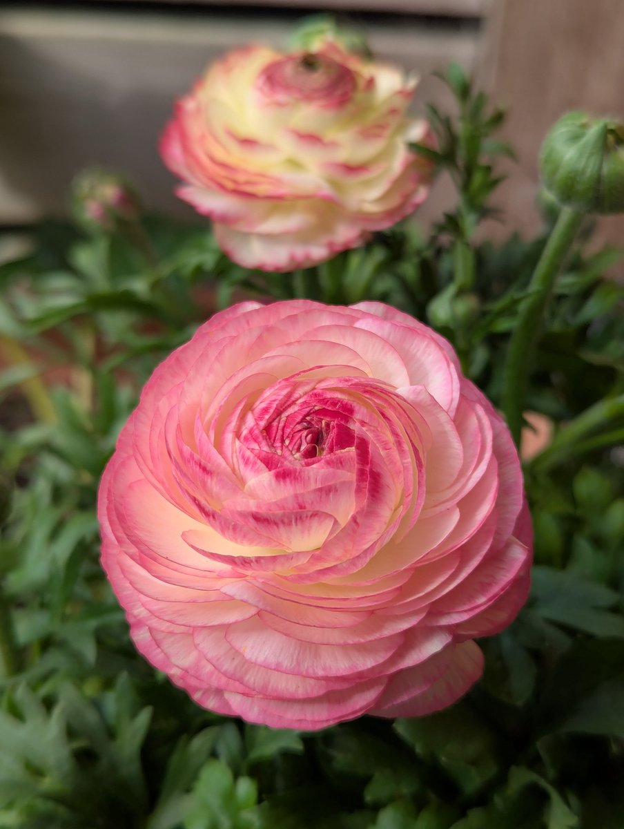MrStevieLea's tweet image. End of March &amp;amp; glorious sunshine brings out the raspberry ripple Ranunculus. 🌿🍥 ✨ 😌👍 🍥🌿
#GardensHour #Flowers #spring