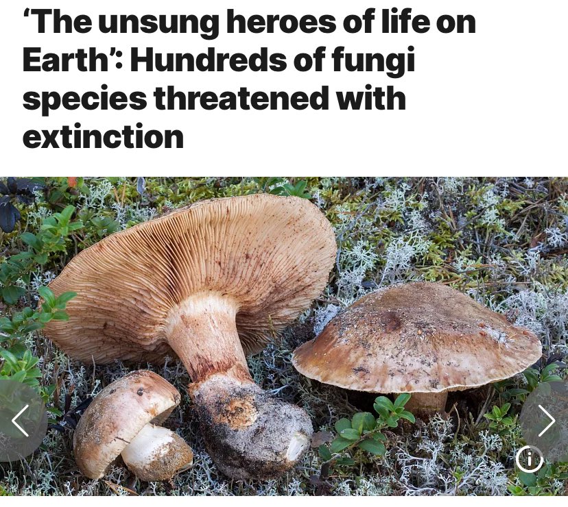 We’ve barely scratched the surface of how fungi work, but we know they are essential to all plant &amp; animal life on the planet.

&amp; rampant, extractive capitalism is driving hundreds of vital species to extinction.

How many of the world’s marvels are we condemning to die with us?
