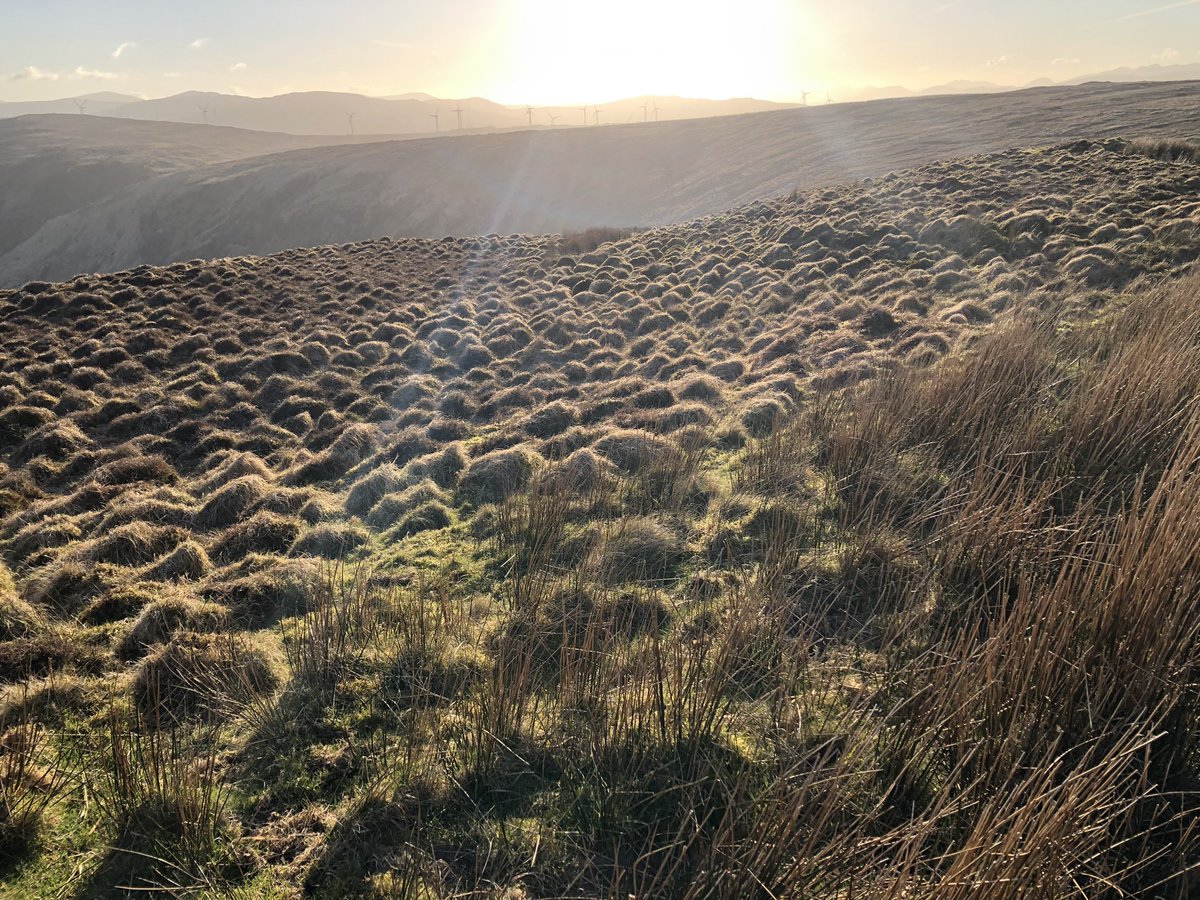 Tráthnóna álainn ar Maoláin!
So lucky with our evening walk. The weather was just perfect on Mweelin this evening. The skylarks were taking to the air and all was right with the world.
Agus do bhí an-chuid Gaoluinn againn ar an siúlóid - go raibh míle maith agaibh a chailíní!