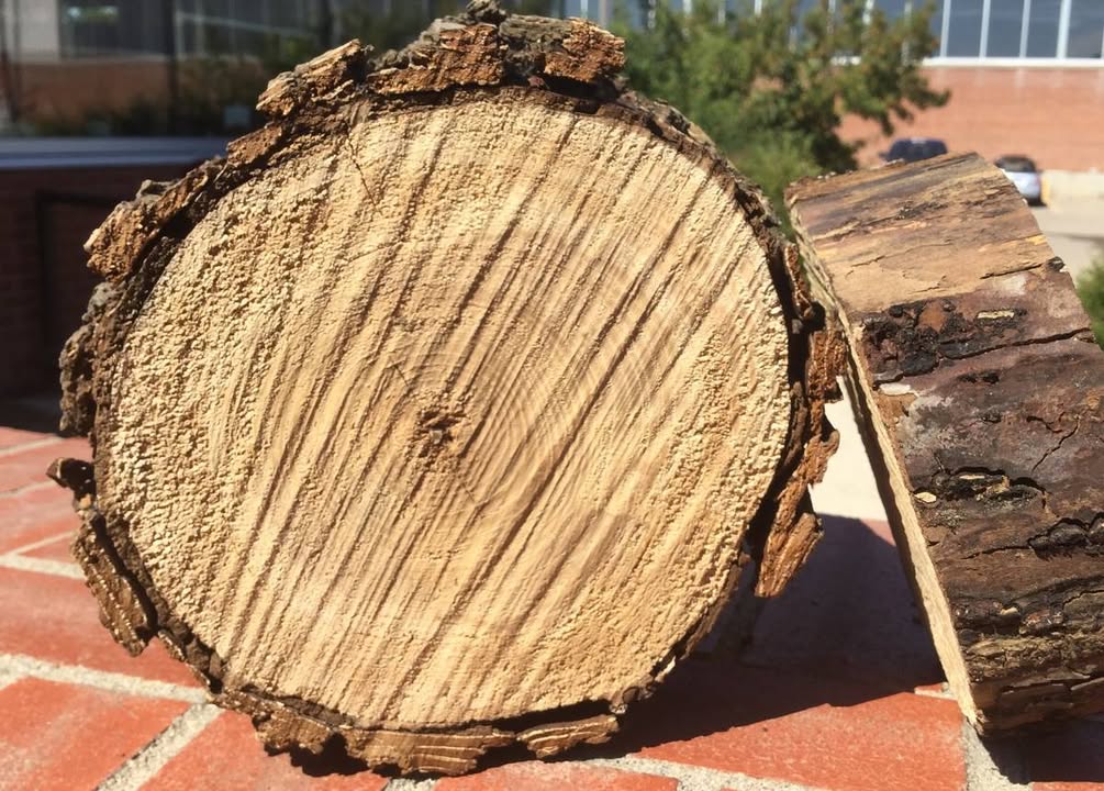 It’s no joke - protect our trees! 🌳 Tomorrow, on April 1, the annual ban on pruning ✂️ elm trees in Saskatchewan begins and runs until August 31. 

The ban is in place to protect our elm trees by helping stop the spread of Dutch elm disease.