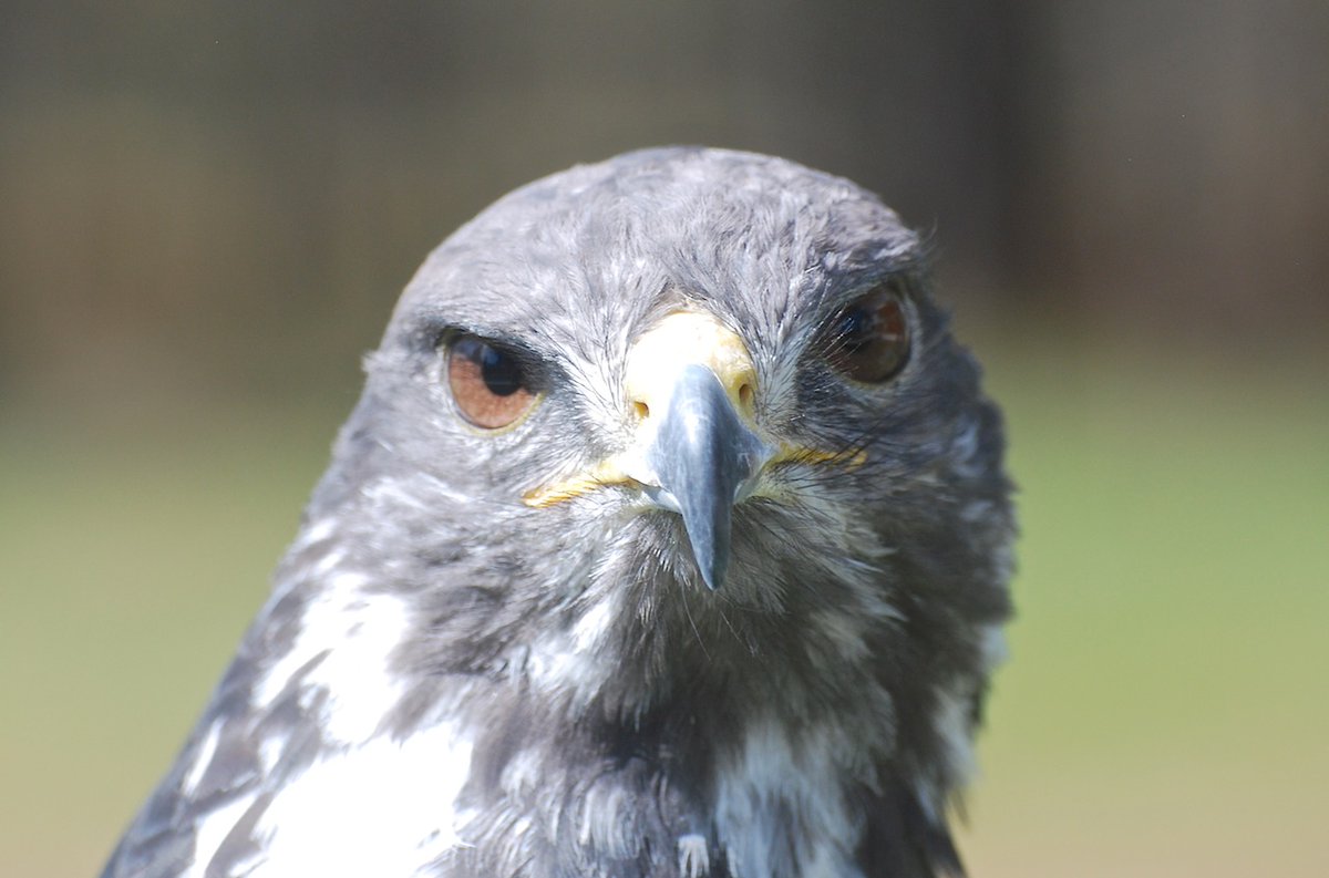 Taima the Hawk tweet media