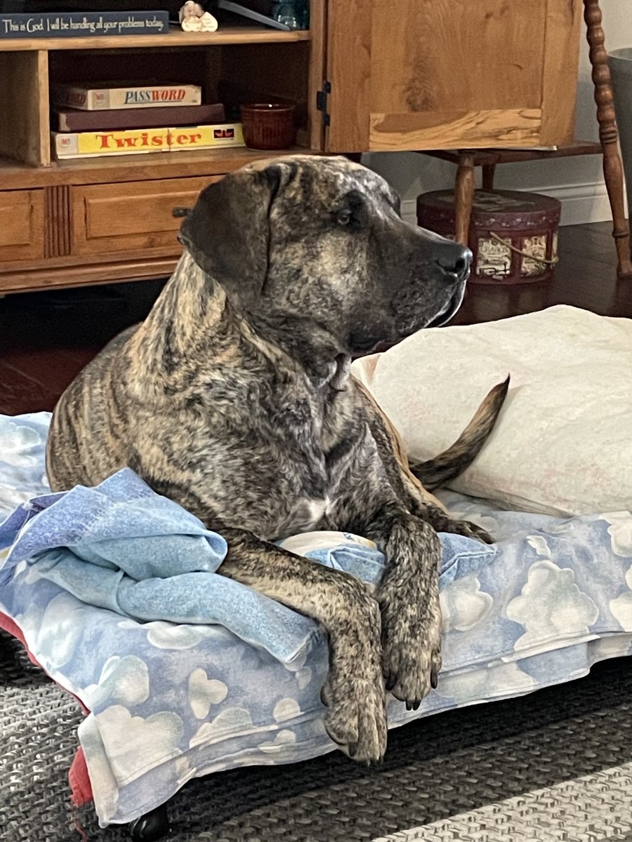 Jameswbent's tweet photo. Buck passed his socialization eval with flying colors today. A big guy with a gentle soul. #adoptshelterdogs https://t.co/oJGCnFzCcP