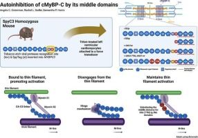 Journal of Molecular and Cellular Cardiology (@jmccardiology) on Twitter photo Editor's Choice! Autoinhibition of cMyBP-C by its middle domains: sciencedirect.com/science/articl…
<a href="/uarizona/">University of Arizona</a> #cardiomyocyte #cardiology <a href="/ELS_Cardiology/">Elsevier Cardiology</a> Editor's Choice! Autoinhibition of cMyBP-C by its middle domains: sciencedirect.com/science/articl…
<a href="/uarizona/">University of Arizona</a> #cardiomyocyte #cardiology <a href="/ELS_Cardiology/">Elsevier Cardiology</a>