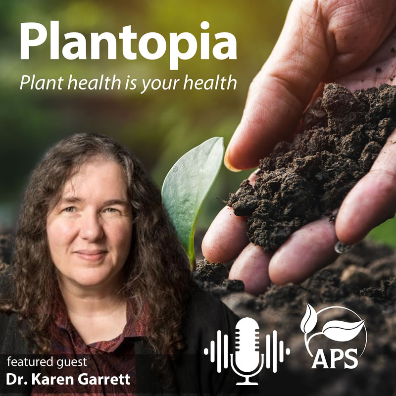The latest episode of APS' Plantopia #podcast provides a one-on-one discussion with @garrett_lab about ways APS is supporting its members. Listen here:  plantopiapodcast.org/58.