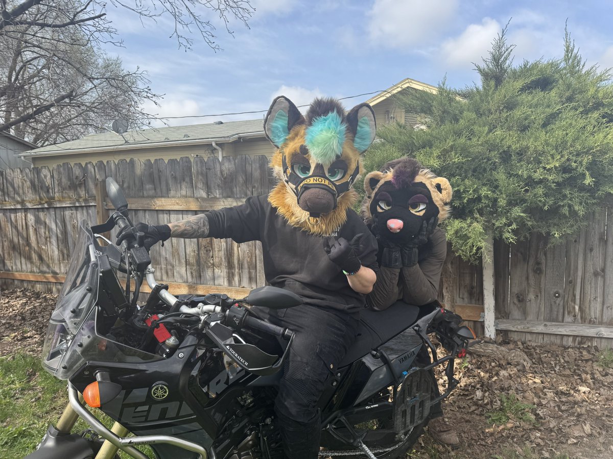 SaberYeem's tweet image. Hyena wolverine weekend activities 🥺
