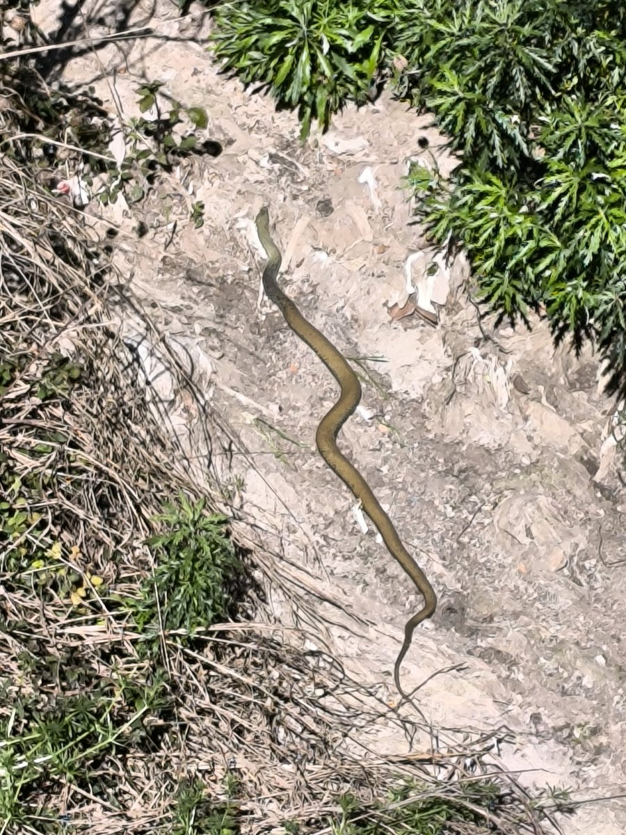 Serp, dos metres diria, a la riera de les arenes. <a href="/ajterrassa/">Ajuntament de Terrassa</a>
