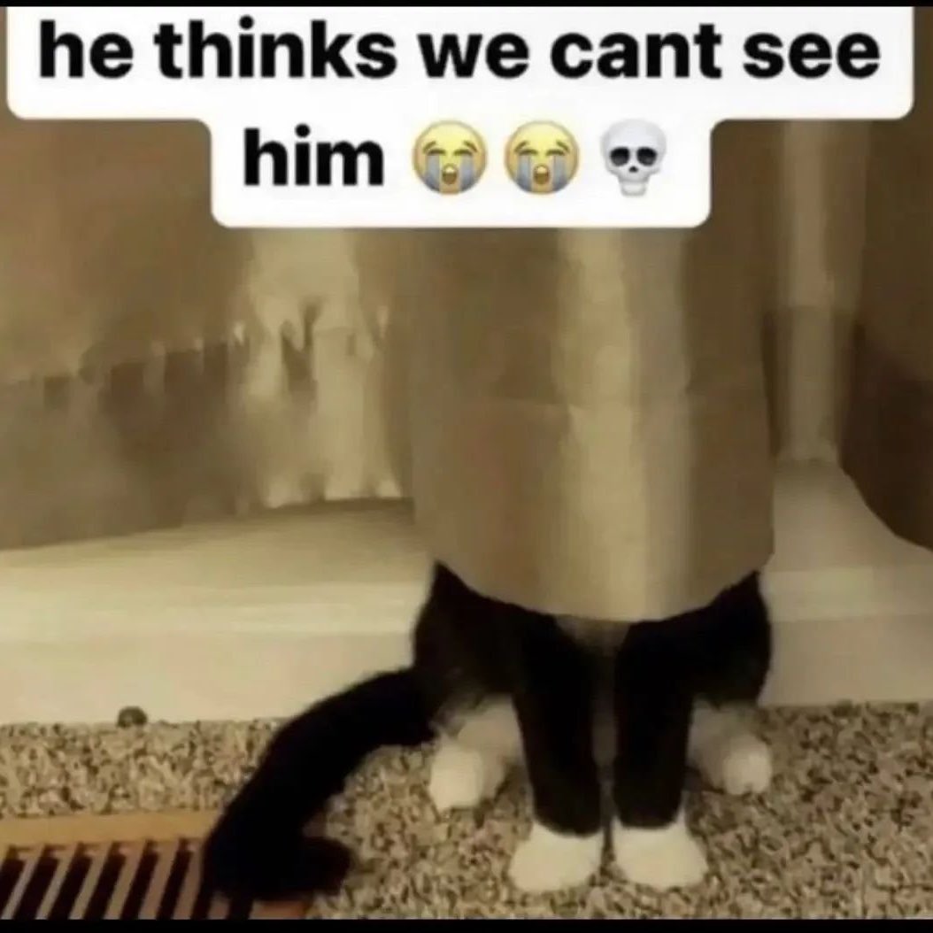 Daily Kittylou tweet media