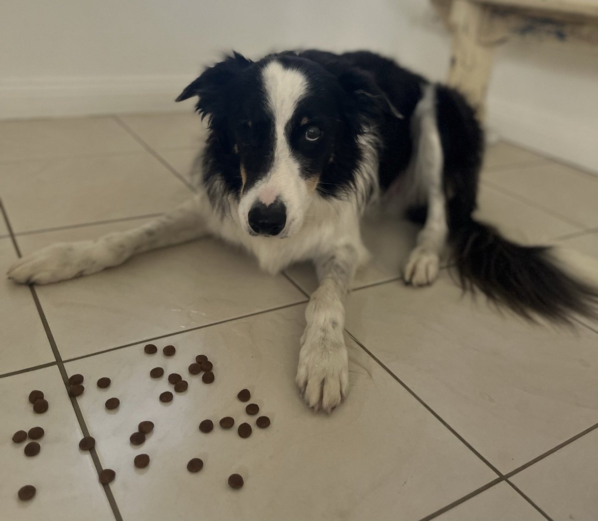 Charlie refuses to verify blocks unless paid in belly rubs.
Still helps Ethereum scale.
<a href="/VitalikButerin/">vitalik.eth</a> thoughts?
$CHARLIE