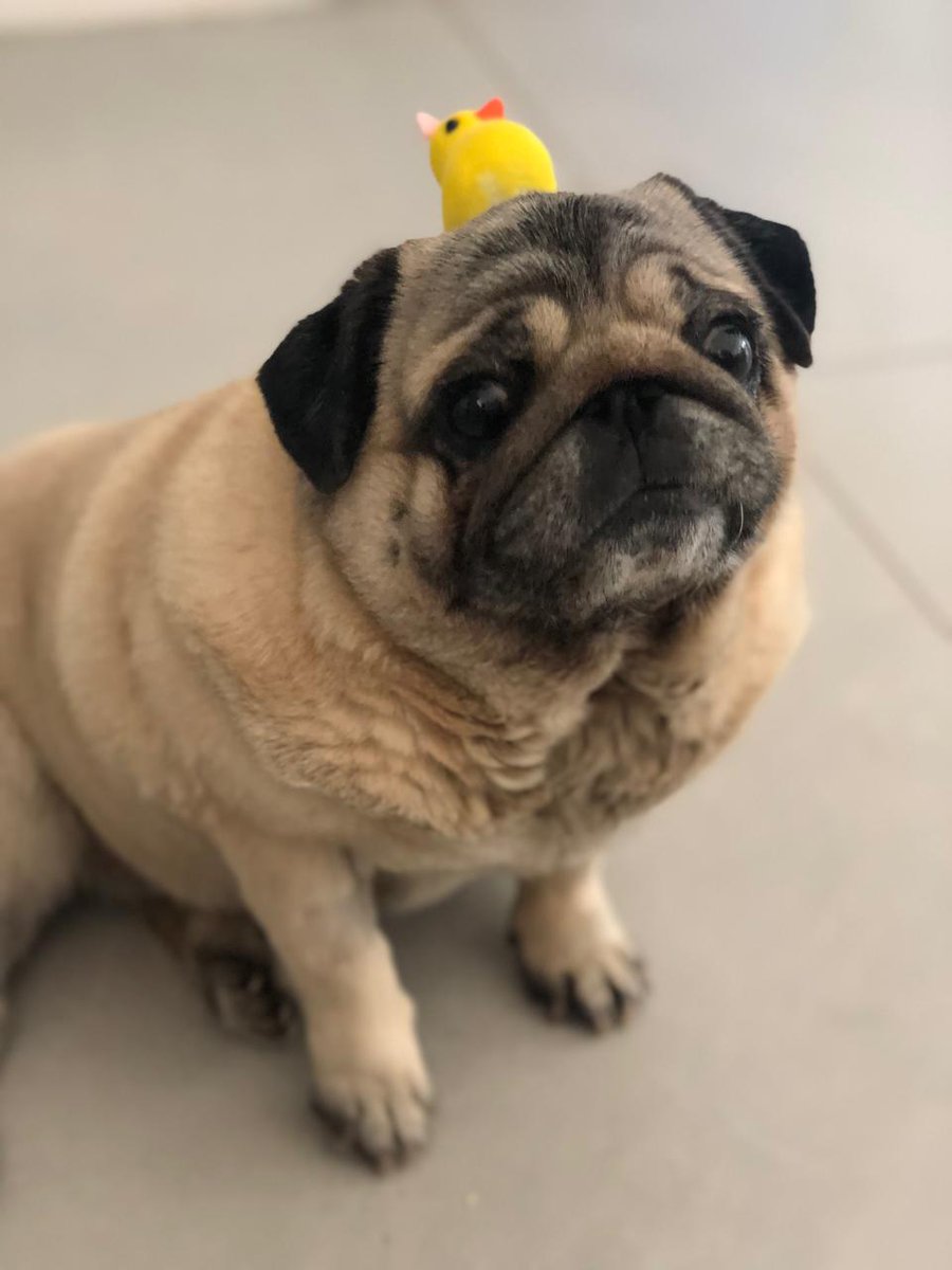 JuaniAyoroaOK's tweet image. Gente! Está perrita fue robada a un familiar mio hace  aprox. 2 horas, entre otra cosas, les aviso por si la ofrecen o la ven , el robo fue en la zona de 461 y 23, cerca del country de Estudiantes. Desde ya gracias, y si pueden difundir. Se llama Canela.
#LaPlata