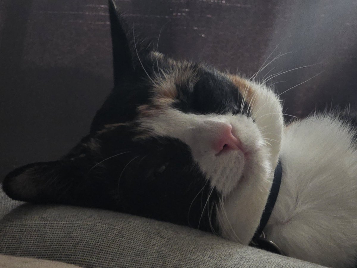 요즘따라 더 물오른 미묘