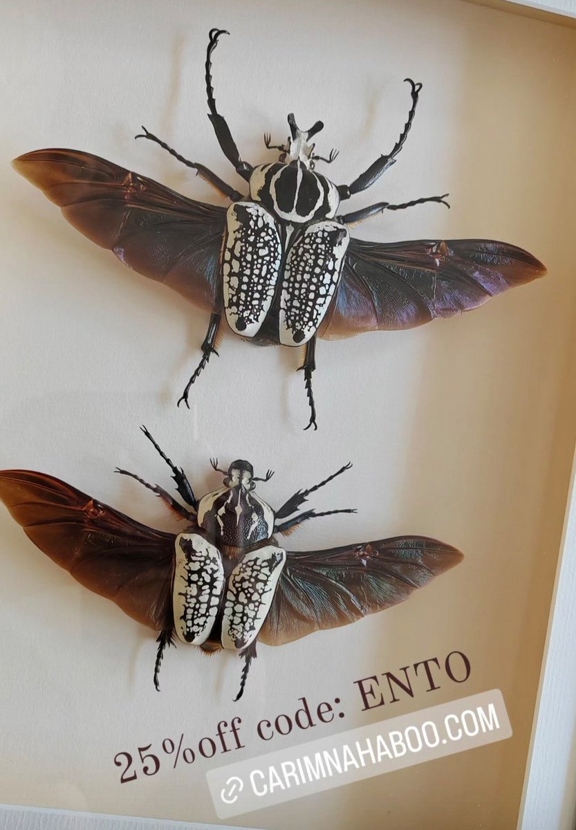You can get 25% off any of the remaining Specimens on my site with code ENTO 

carimnahaboo.com/collections/sp…