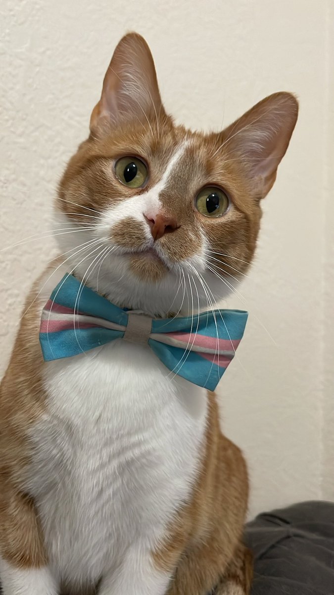 MyKittyVinnie's tweet image. i see trans people #TDOV