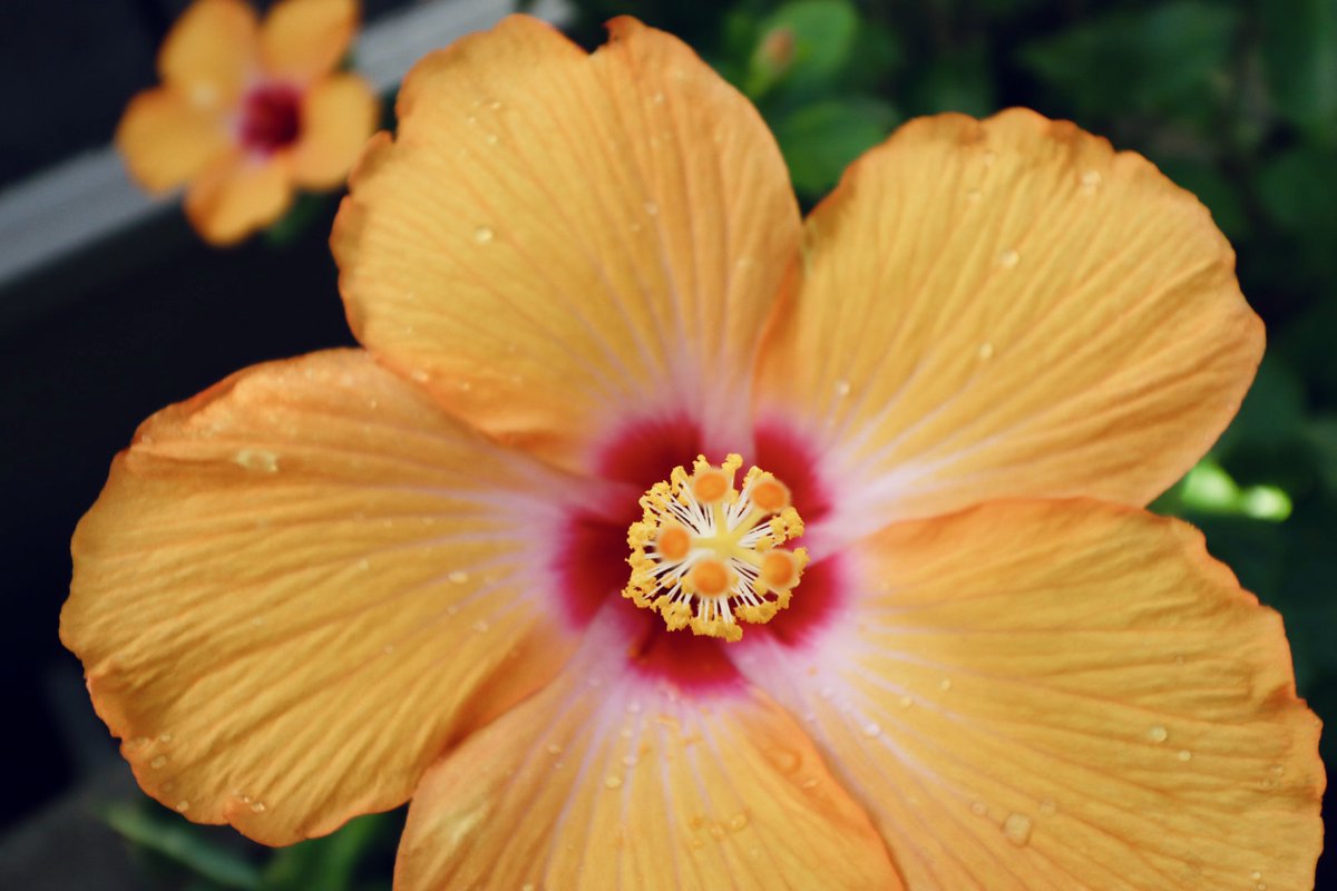 Stephanie Griffith tweet media