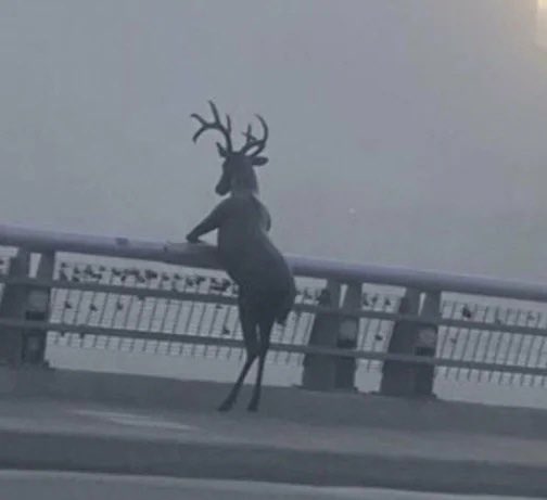 Sheriff Lebowski tweet media