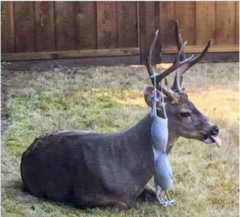 Sheriff Lebowski tweet media